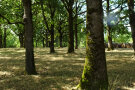 Schöne gerade Flaumeichenbäume stehen verteilt in einem Waldgebiet in der Sonne