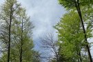 im Bild links stehen Bäume mit wenig grünem Blattaustrieb, im Bild rechts stehen Buche mit fortgeschrittenem Laubaustrieb