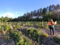 Eine Frau mit einem aufgeklappten Laptop steht auf einer Fläche mit kleinen Bäumen, die in Reihen gepflanzt sind