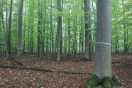 Viele dicke und dünne Bäume stehen im Wald, einige haben ein weißes Band um den Stamm
