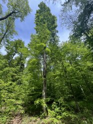 ein großer Baum mit einer schmalen grünen Krone steht neben kleineren Bäumen im Wald