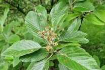 GenSorb_Mehlbeere_Frucht