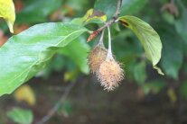 OriBu_Reife Fuchtstände der Orientbuche_Foto C. Belz