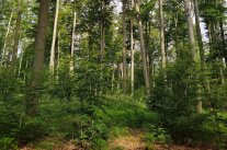 sensFORclim_Waldfoto_Hoffmann