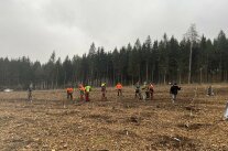 an einem grauen Tag stehen viele Menschen auf einer freien Fläche im Wald, die Eschensetzlinge pflanzen