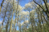 sensFORnative_Vogelkirsche Kitzungen_B. Rau AWG