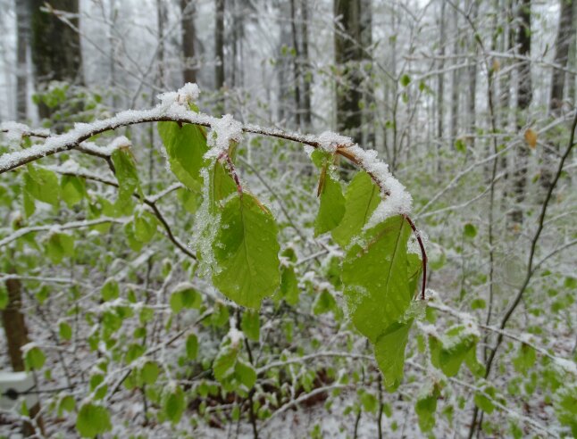 frisch gefallener Schnee auf neu ausgetriebenem hellgrünem Laub von Buchen im Wald